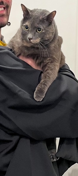 A dilute tortoiseshell cat hanging off a man's shoulder.